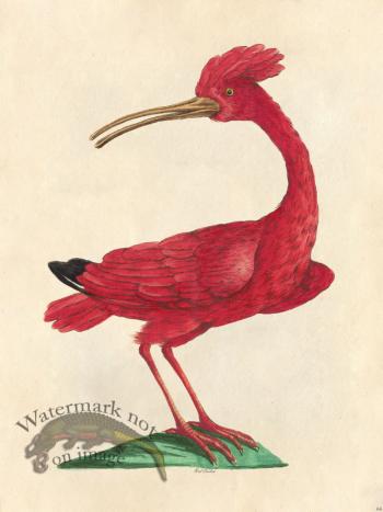 Red Curlew - Tribute Bd 64 M